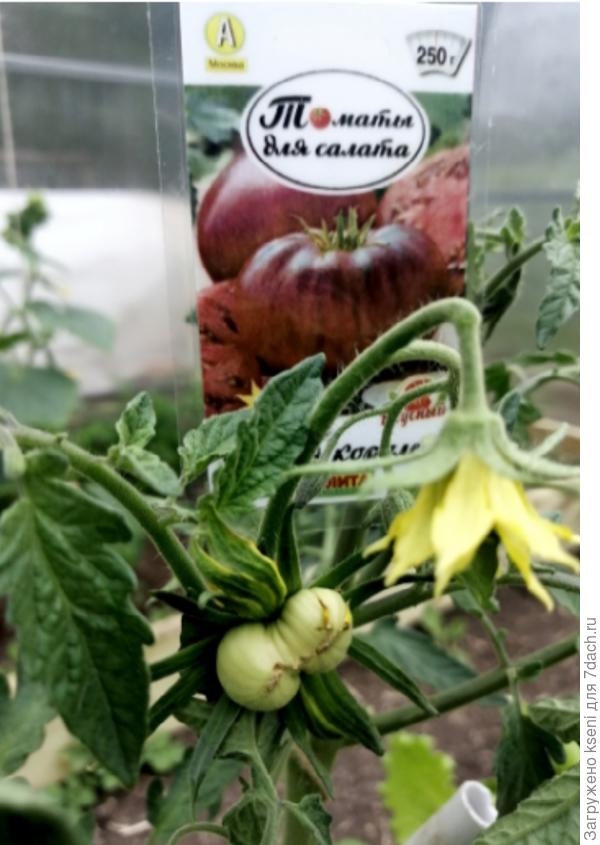 Первые завязи 28.05.22 г.