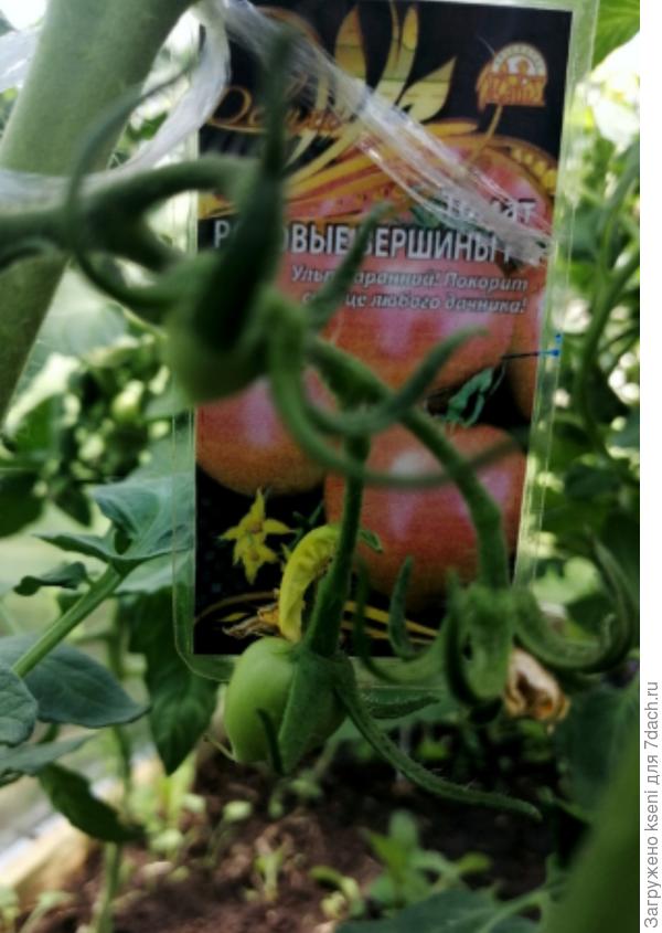 Первые завязи 18.06.22 г.