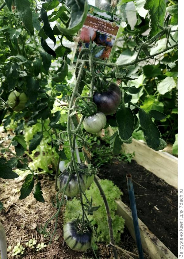 Кисти томата