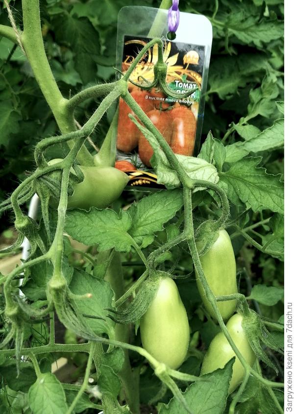 Кисти томата