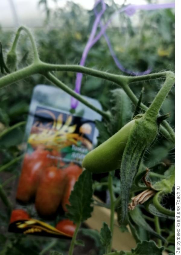 Первые завязи 18.06.22 г.