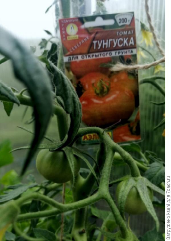 Первые завязи 28.05.22 г.