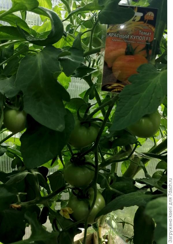 Кисти томата