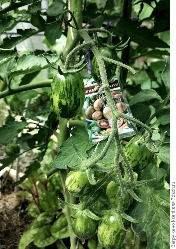 Кисти томата