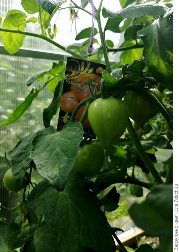 Кисти томата