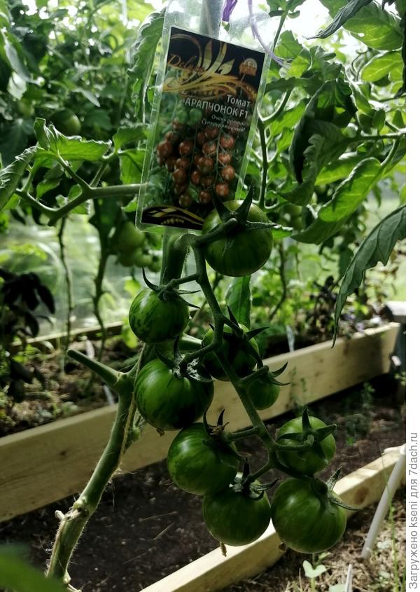 Кисти томата