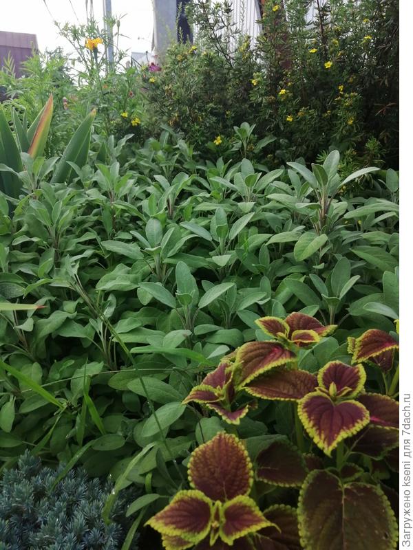 Это все заявленный шалфей