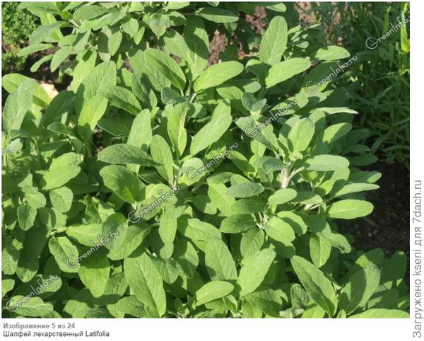 Шалфей лекарственный Latifolia