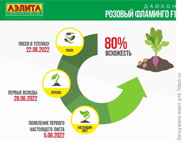 Развитие Дайкона