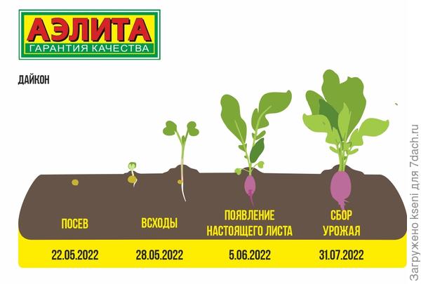 Дайкон схема посадки