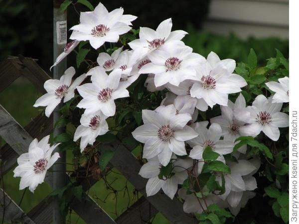 Покупала Клематис Мисс Бейтман. Должен быть такой (фото из интернета).