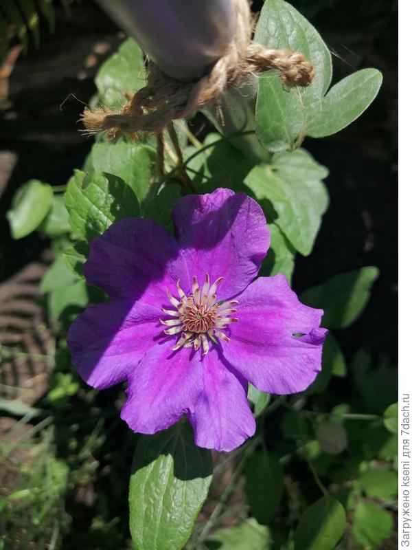 Вот так наступает разочарование от покупки.
