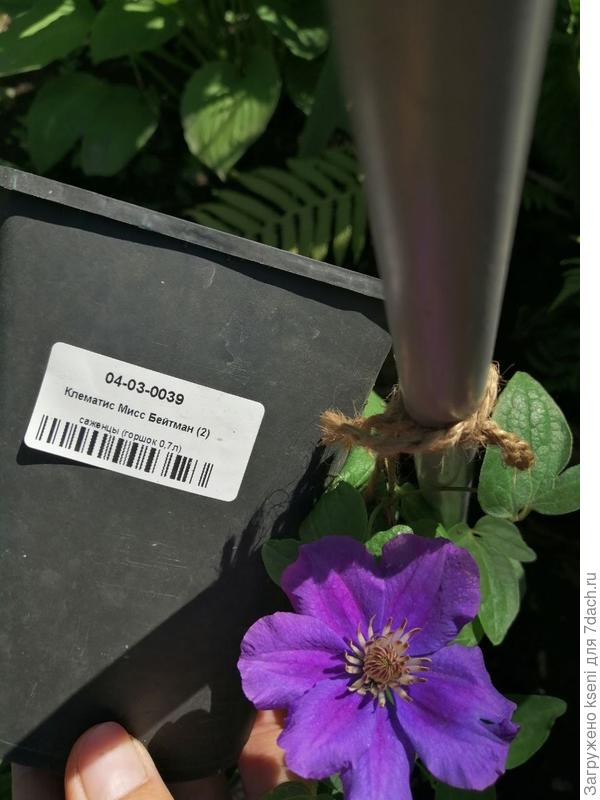 Может кто знает сорт?