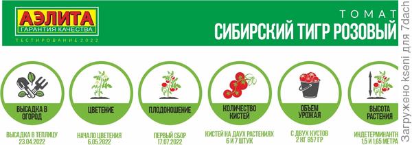 томат