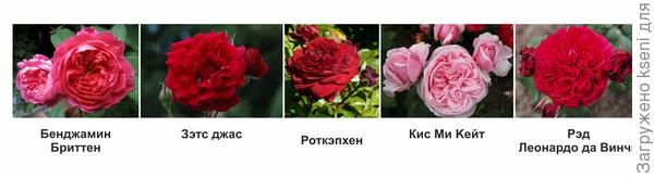 Розы заказ 2022, осень