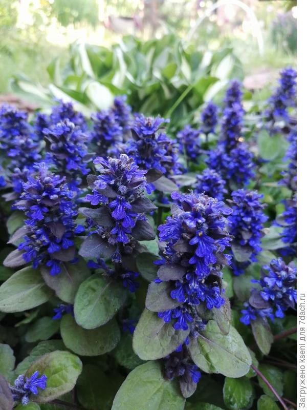 Живучка синяя