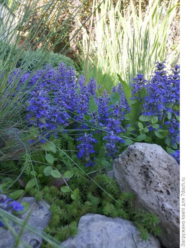 Живучка среди камней