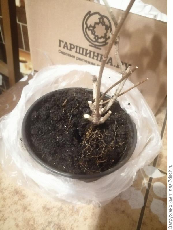 корни наружу