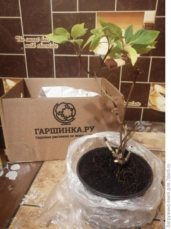 Маленький монстр