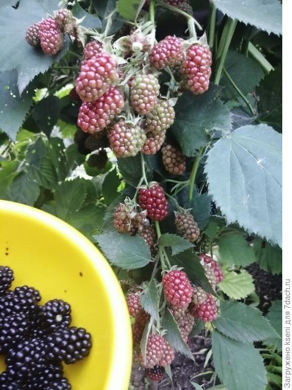 ежевика Блэк Сатин