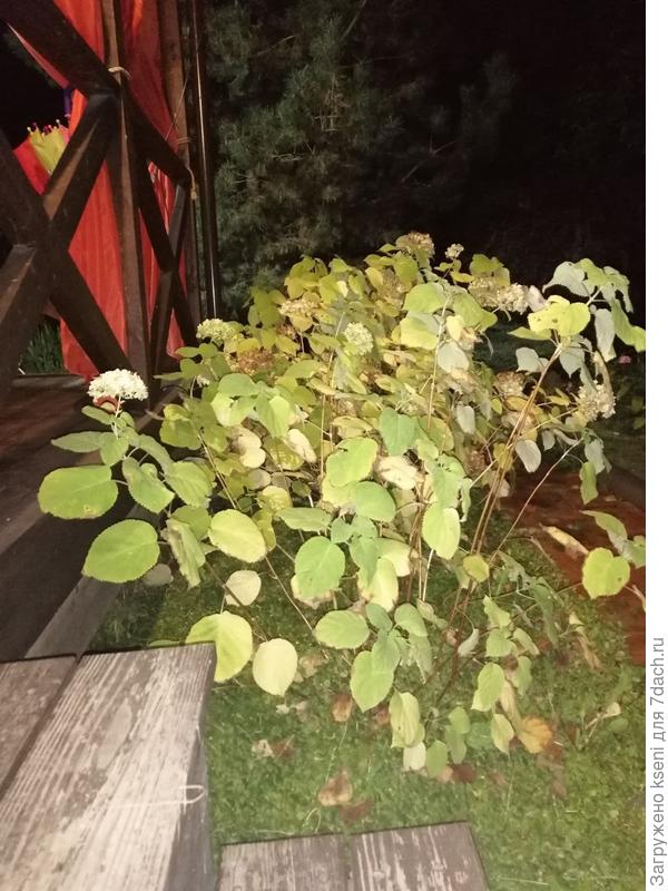 Вечер в саду.