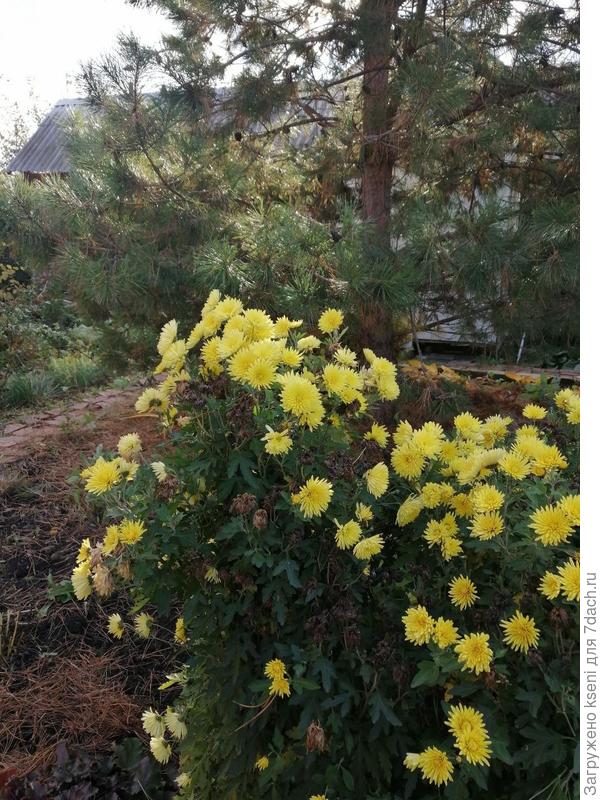 Хризантема заменяет нам этой дождливой осенью солнце.