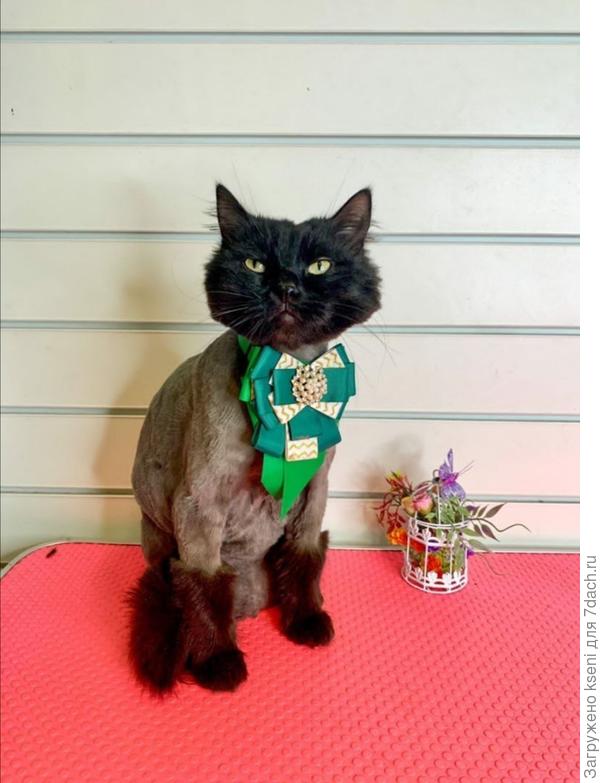 Царь. Просто царь.