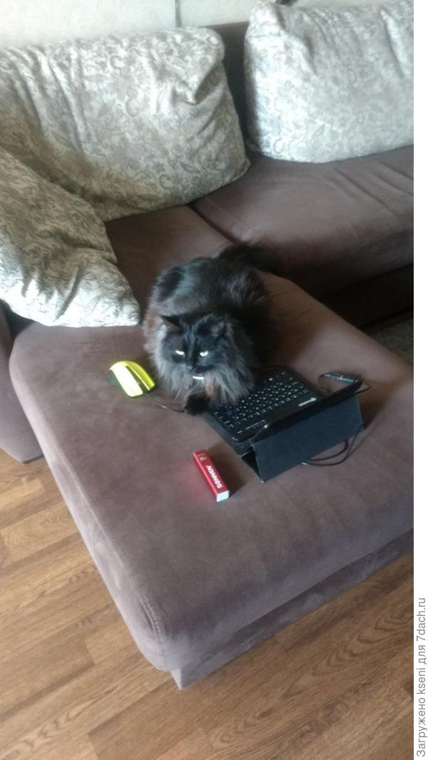 Кот ученый.