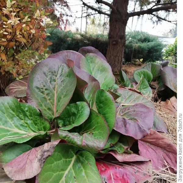 Осенние краски.