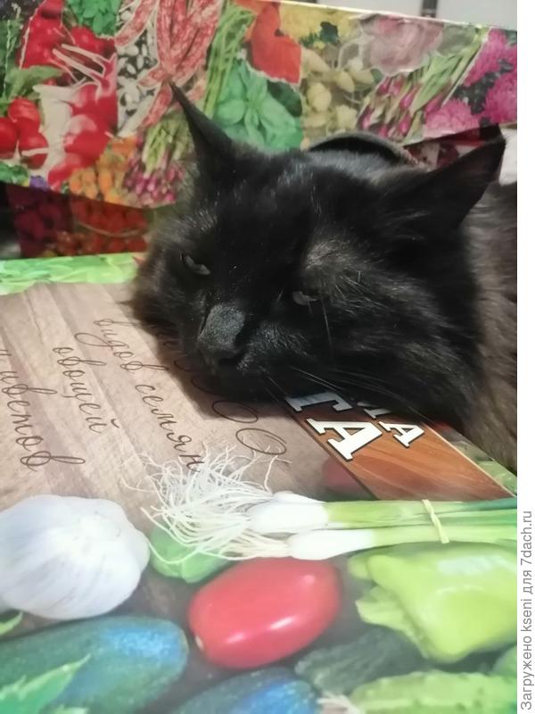 Котик на страже предстоящего дачного сезона