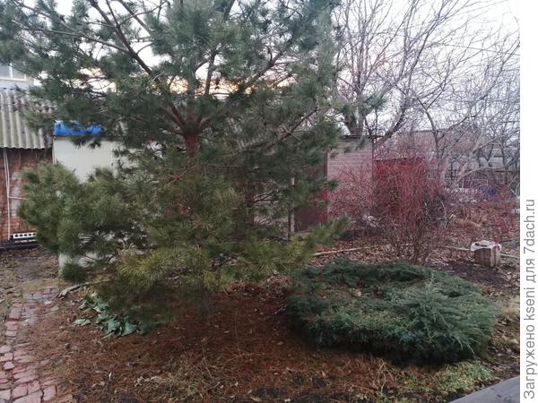 можжевельник Блю Карпет