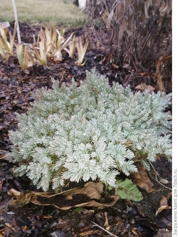 Малыш Блю Стар