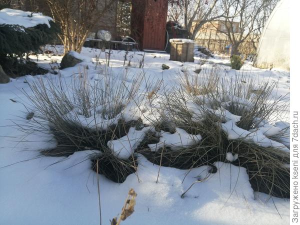 Злаки как ерошки, очень смешные.