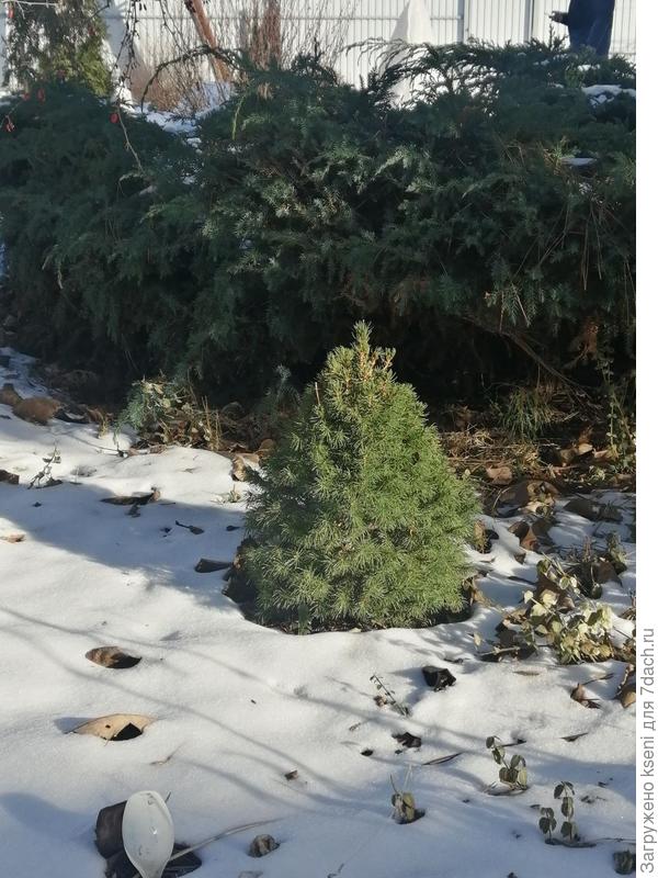 Даже моя малышка ель видна в этом году, украшает сад старается.