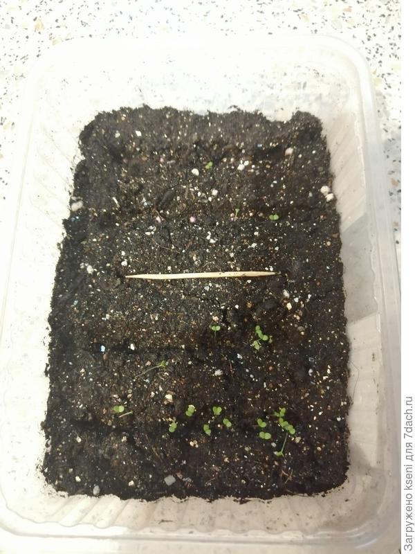 Всходы петуний.