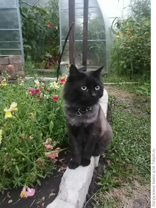 Наш веселый дачник Кузя приветствует и поздравляет всех котиков!