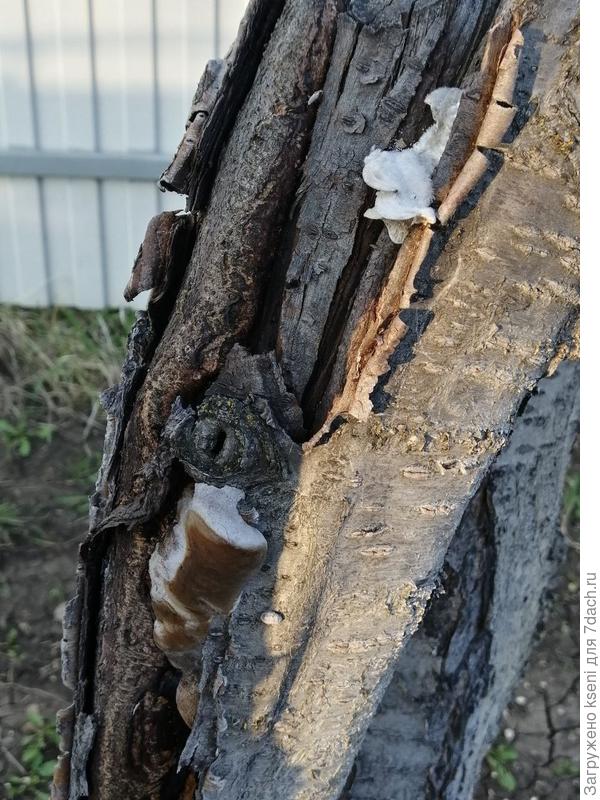 Гриб Трутовик