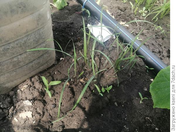 Посев в теплицу занимает лидирующие позиции. Взошли довольно быстро, всходов много, а главное качество, оно просто на высоте!