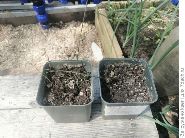 Посев в горшочки с грунтом. Всходили также мучительно долго, всходов мало и они такие же тонюсенькие как в улитке.