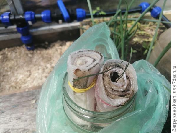 Посев в улитку. Всходили очень долго, всходов мало, хиленькие и тоненькие.