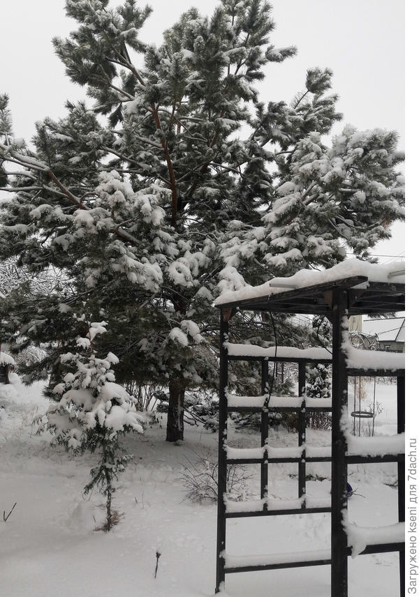Моя любимица, правда снежные зимы даются ей не легко, обламываются ветви от тяжелого мокрого снега