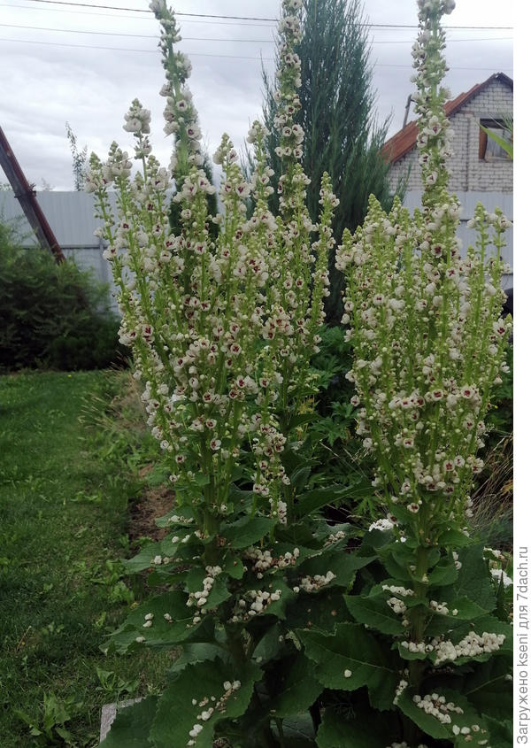 Через год он заметно разросся