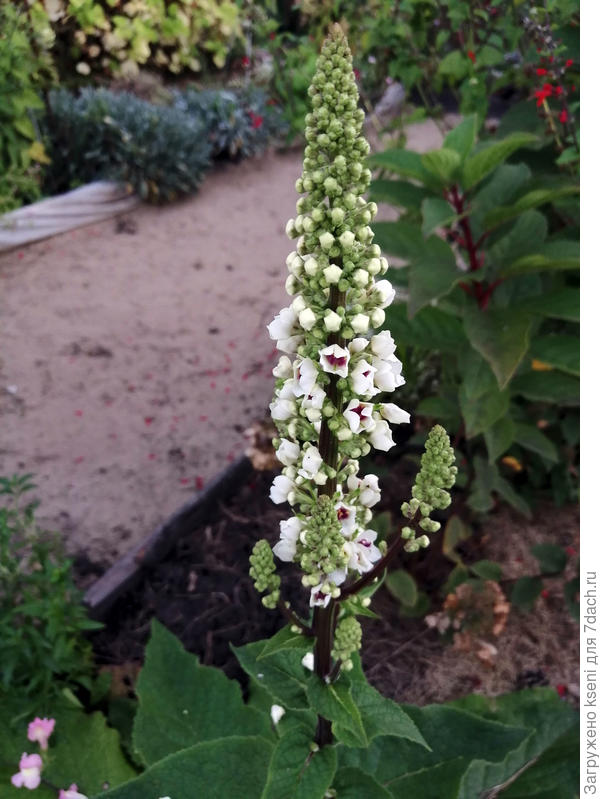 Невероятные, набитые мелкими белыми цветочками, с яркой серединкой свечи