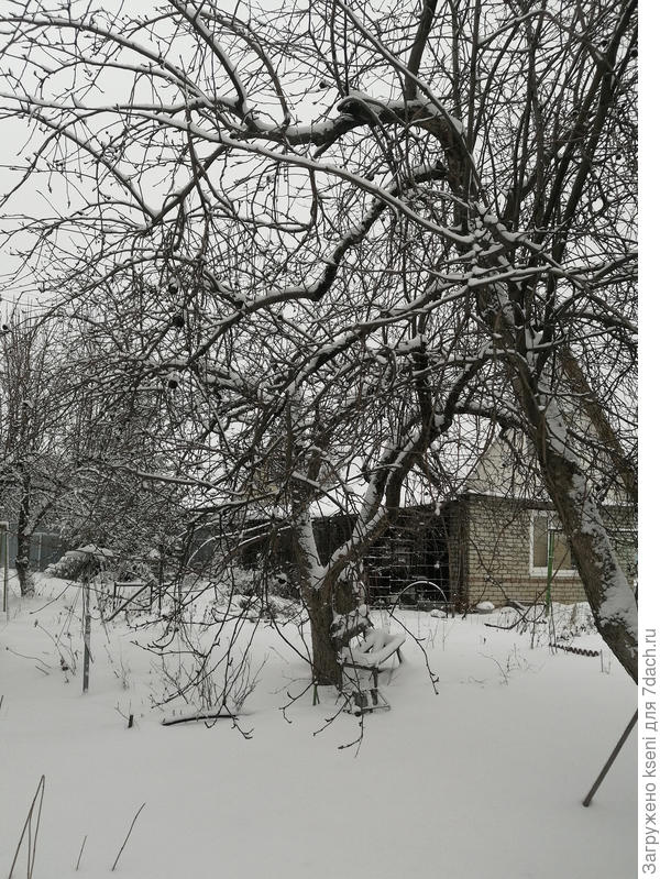 Яблони которым очень много лет, зимой они монументально стоят в зимнем саду