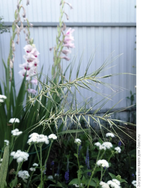 Шероховатка в моем саду