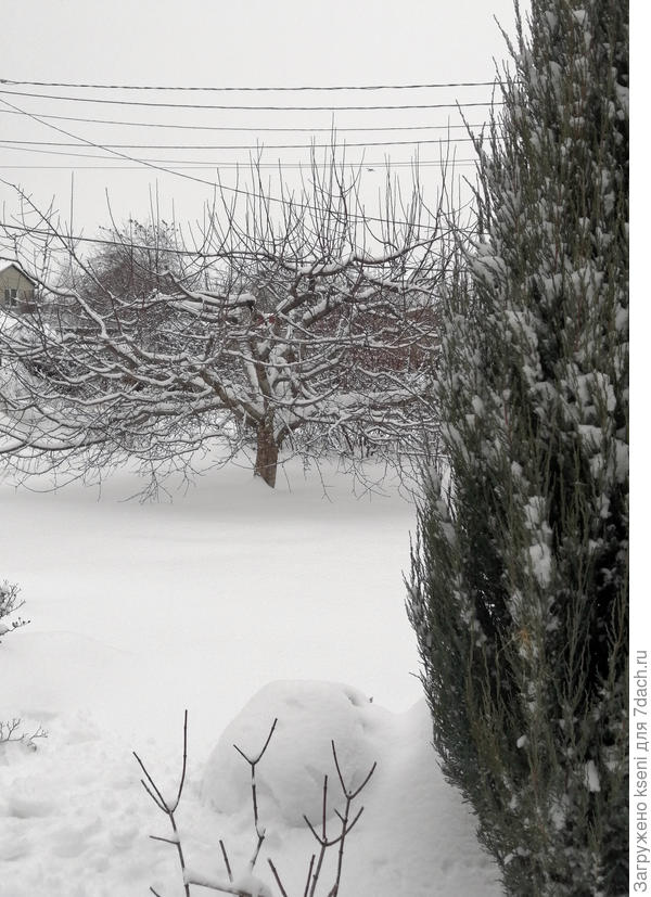 Наша яблонька вдали раскрыла ветви словно крепкие объятия