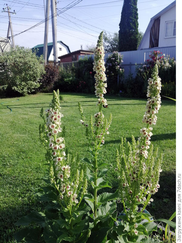 Первый год в саду