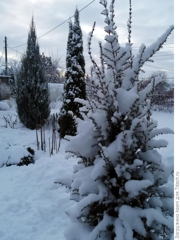 Хвойные красотки в саду