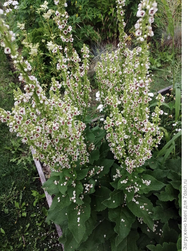 Россыпь жемчуга на листьях коровяка