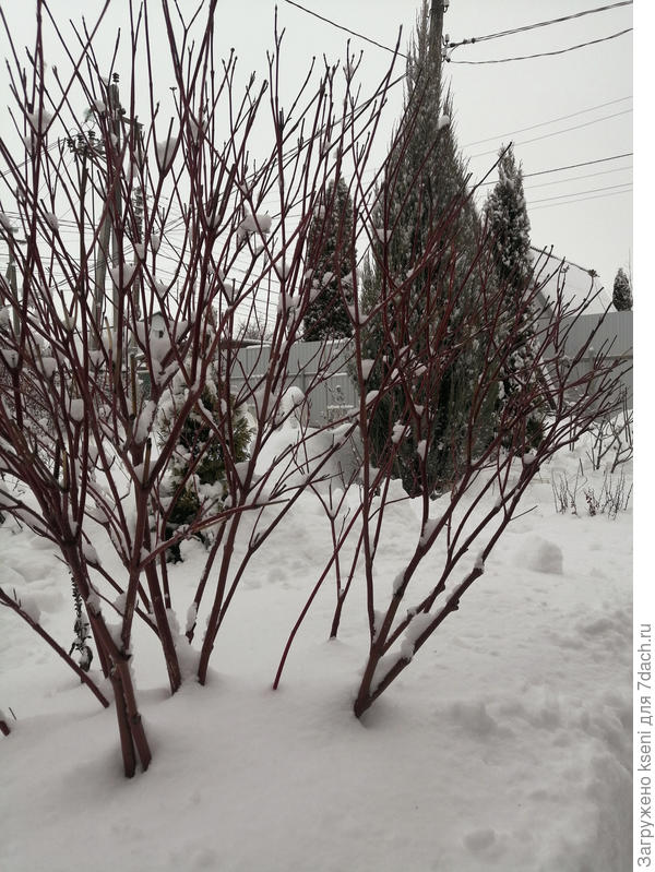 Дерен на фоне снега с красными побегами смотрится невероятно красиво